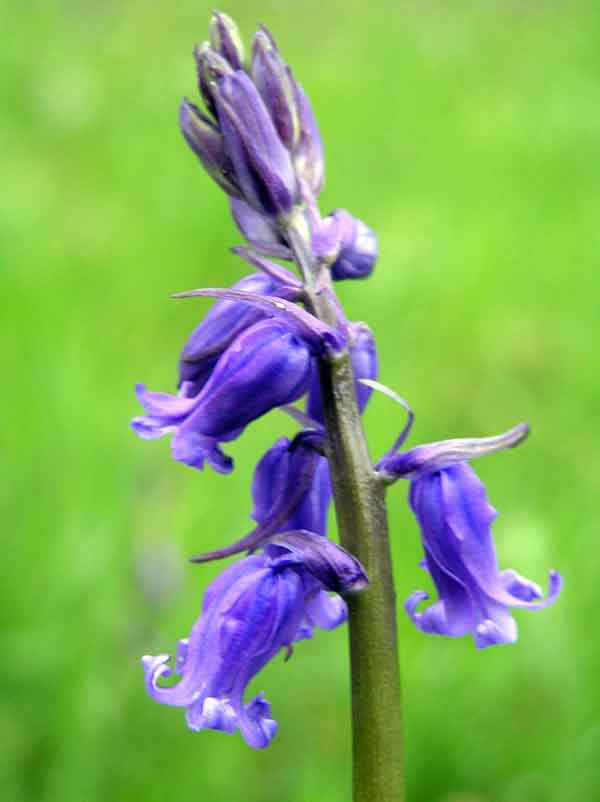 Bluebell