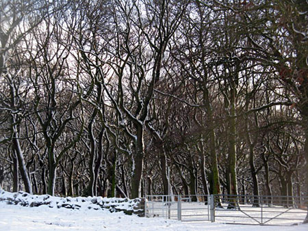 snow