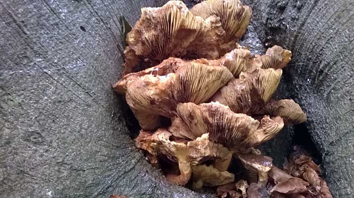 Golden Scaly cap