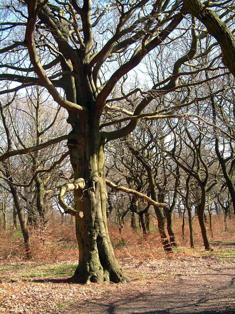 Clapping Tree