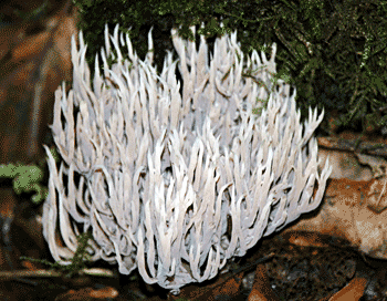Coral