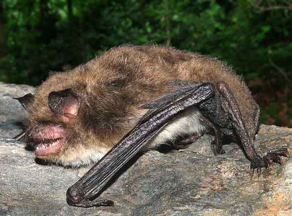 Daubenton's Bat
