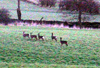 deer
