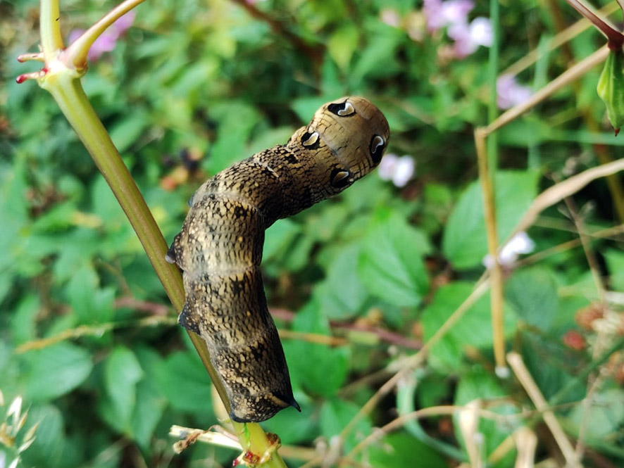 Elephant Hawk Moth Caterpillar