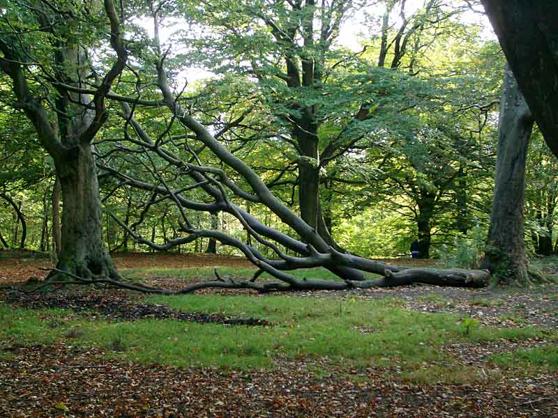 Fallen Tree