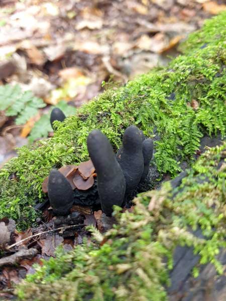 Dead man's fingers