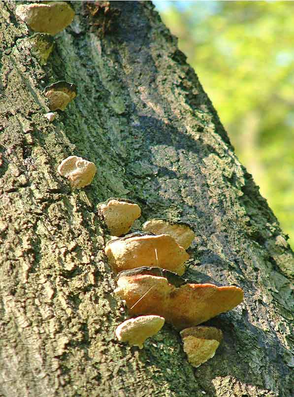Fungi