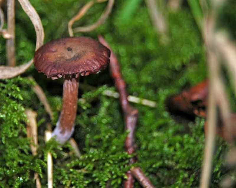 Amethyst Deceiver