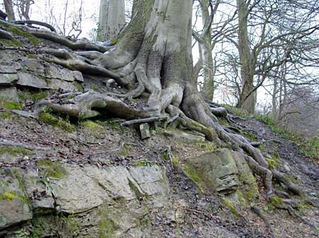 Rock Strata