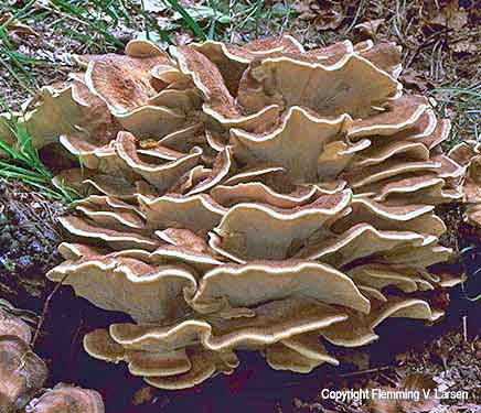 Giant Polypore
