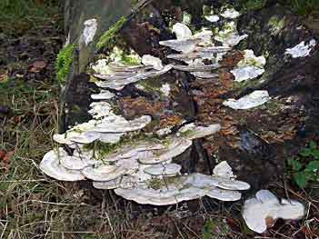 Bracket Fungus