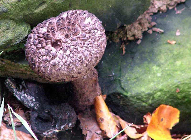 Old man of the Wood