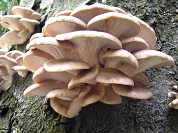 Oyster 