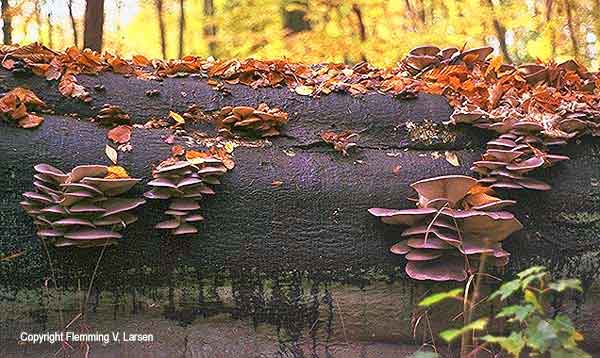 Oyster Mushrooms