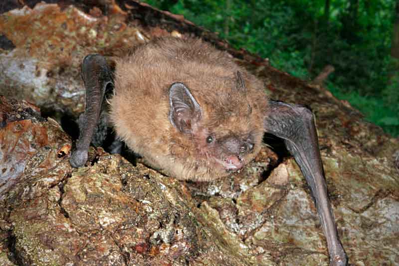 Pipistrelle