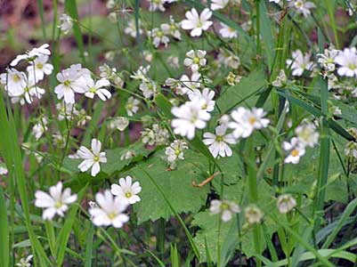 Stitchwort