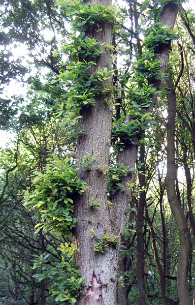 Oak
