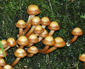 Woodtuft