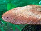 Beefsteak Fungus