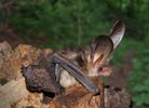 Brown Long-eared Bat