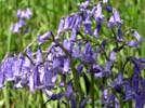 More Bluebells