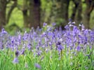 Bluebells