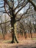 Clapping Tree