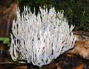 Coral Fungus