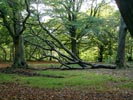 Fallen Tree