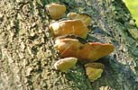 Fungi