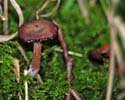 Amethyst Deceiver