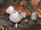 Fungus