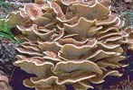 Giant Polypore