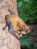 Noctule Bat