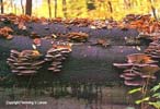 Oyster Fungus