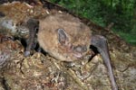 Pipistrelle