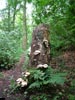 Stump